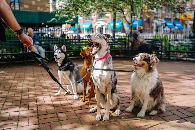 Promenades des chiens