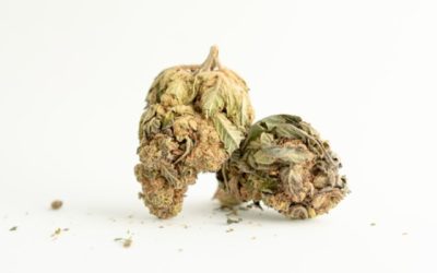 Mini buds bio