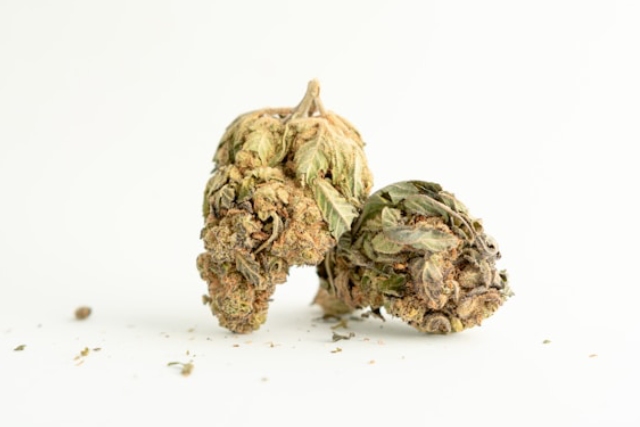 Mini buds bio